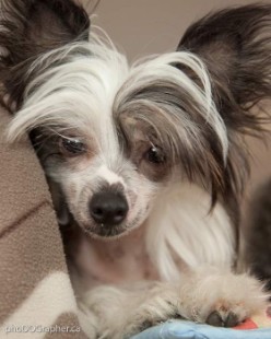 Chinese Crested